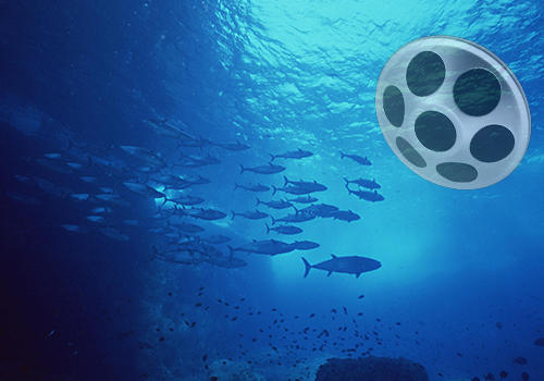 網(wǎng)箱點魚器